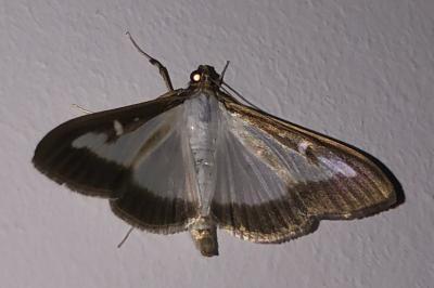 Cydalima perspectalis