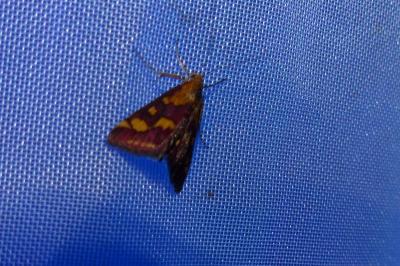 <i>Pyrausta purpuralis</i>