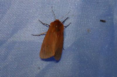 <i>Phragmatobia fuliginosa</i>