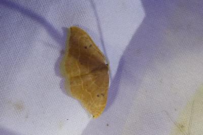 <i>Watsonalla binaria</i>