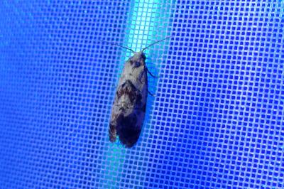 <i>Cochylis hybridella</i>