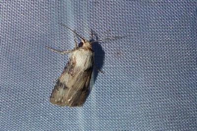<i>Agrotis puta</i>
