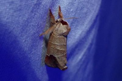 <i>Clostera pigra</i>