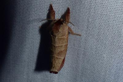 <i>Clostera pigra</i>