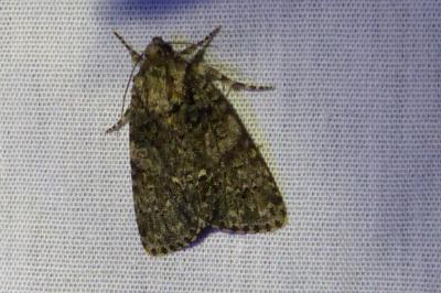<i>Acronicta rumicis</i>