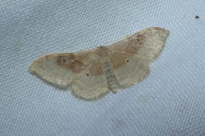 <i>Idaea degeneraria</i>