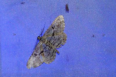<i>Peribatodes rhomboidaria</i>