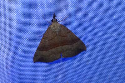 <i>Hypena proboscidalis</i>