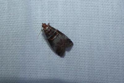 <i>Acrobasis advenella</i>