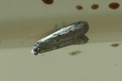 <i>Phycitodes</i>