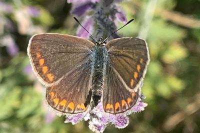 <i>Polyommatus icarus</i>
