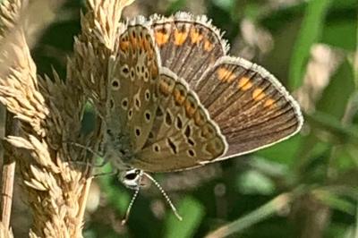 <i>Polyommatus icarus</i>