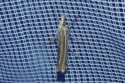 <i>Ancylolomia tentaculella</i>