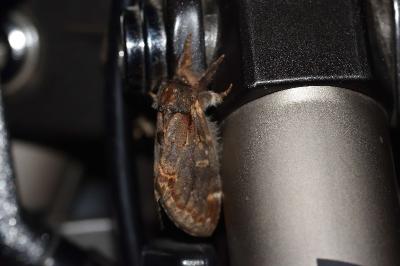 <i>Notodonta dromedarius</i>