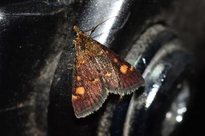 <i>Pyrausta aurata</i>