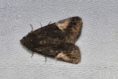 <i>Aedia funesta</i>