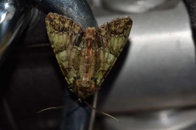 <i>Polyphaenis sericata</i>