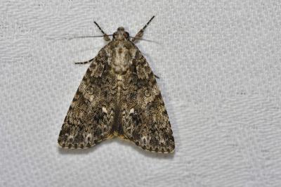 <i>Acronicta rumicis</i>
