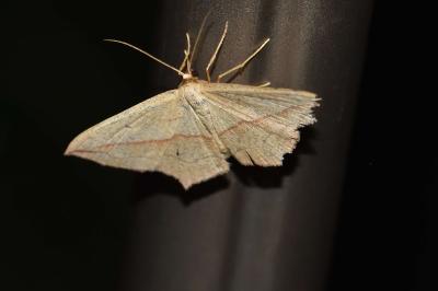 <i>Timandra comae</i>