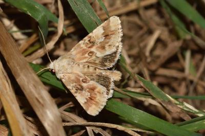 <i>Eremobia ochroleuca</i>