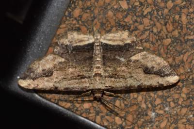 <i>Menophra abruptaria</i>