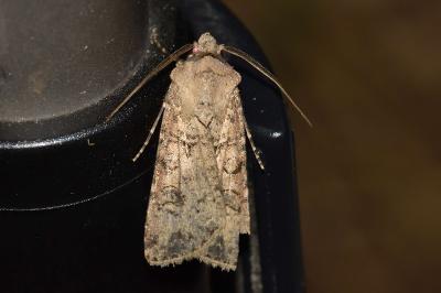 <i>Agrotis segetum</i>