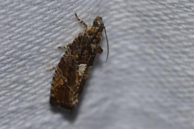 <i>Eudemis profundana</i>