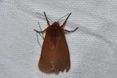 <i>Phragmatobia fuliginosa</i>