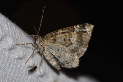<i>Epirrhoe alternata</i>