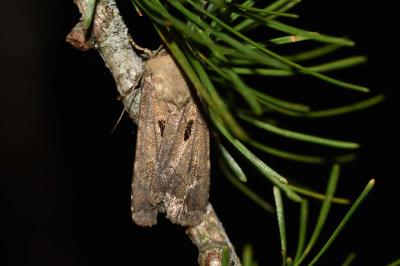 <i>Agrotis exclamationis</i>