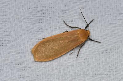 <i>Wittia sororcula</i>