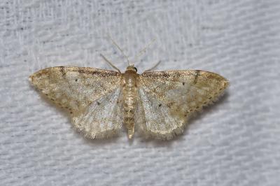 <i>Idaea fuscovenosa</i>