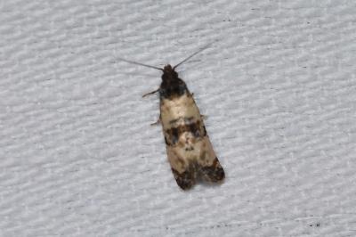 <i>Cochylis atricapitana</i>