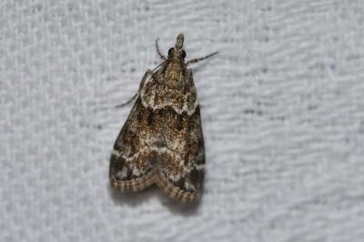 <i>Eudonia mercurella</i>