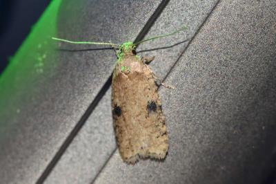 <i>Agonopterix propinquella</i>