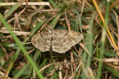 <i>Peribatodes rhomboidaria</i>