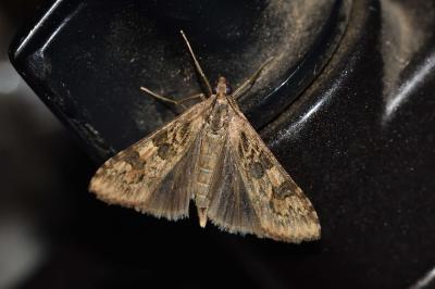 <i>Nomophila noctuella</i>