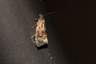<i>Celypha lacunana</i>