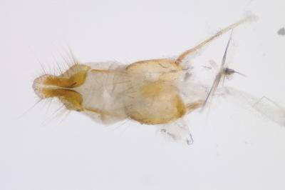 <i>Ephestia woodiella</i>