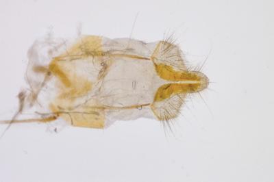 <i>Ephestia woodiella</i>