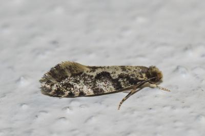<i>Nemapogon granellus</i>