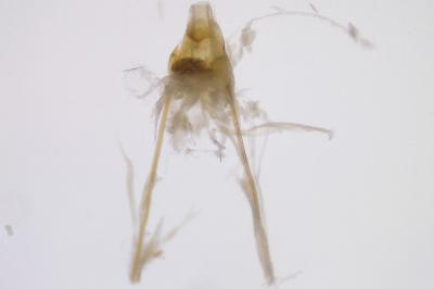 <i>Nemapogon granellus</i>