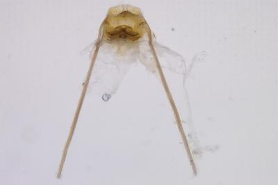 <i>Nemapogon granellus</i>