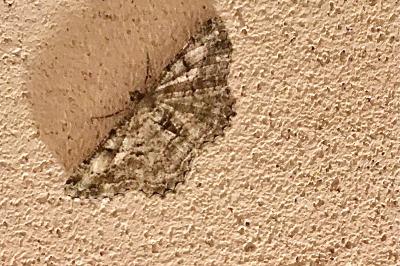 <i>Peribatodes rhomboidaria</i>