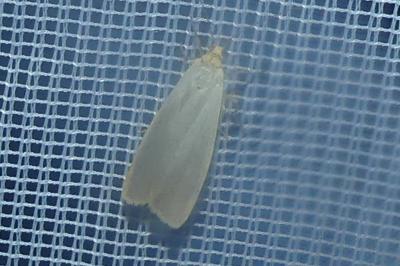 <i>Katha depressa</i>