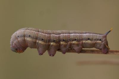 <i>Macroglossum stellatarum</i>
