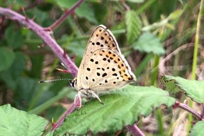 <i>Lycaena tityrus</i>