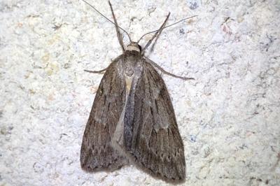 <i>Pachycnemia hippocastanaria</i>