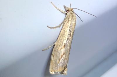 <i>Agriphila geniculea</i>
