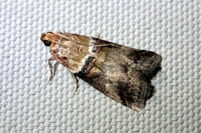 <i>Acrobasis tumidana</i>
